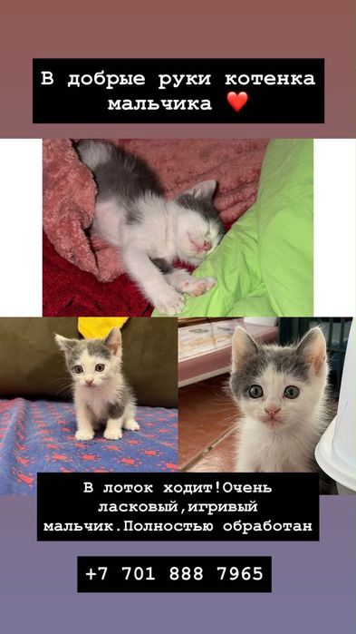 Котята в добрые руки