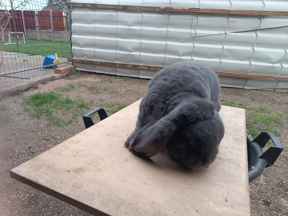 Iepure mascul Berbec german