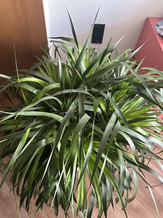 Драцена, 120см, 8 ствольная