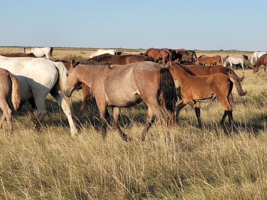 Тайлар сатылады.