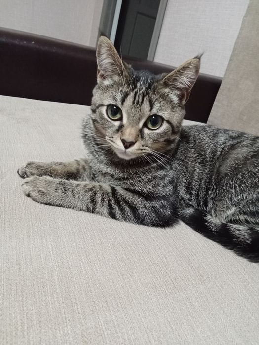 Отдам кошечку 4,5 мес.