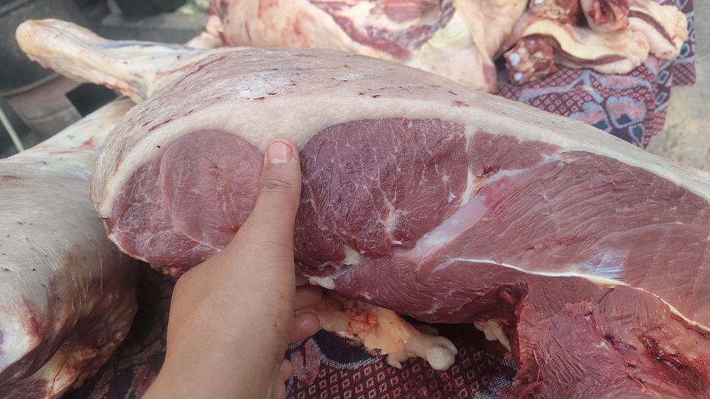 Семиз жылкылар бар