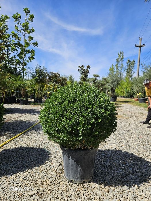Vând cryptomeria și buxus glob