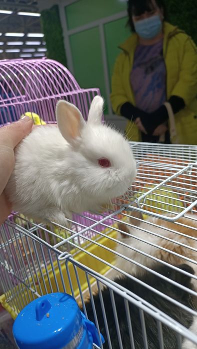 Мини кролики домашние