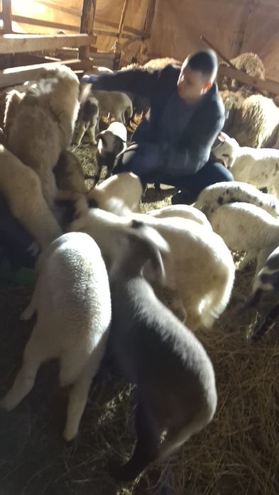 Продавам  агнета шилета овце