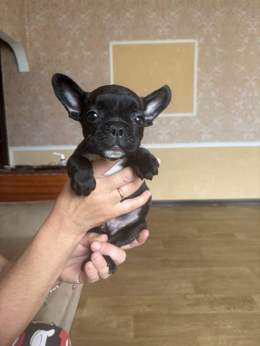 Щенки французкого бульдога