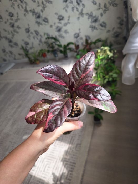 Шефлера, Пеперомия,Фикус,Аптения