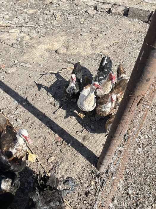 Индаутка  7 штук