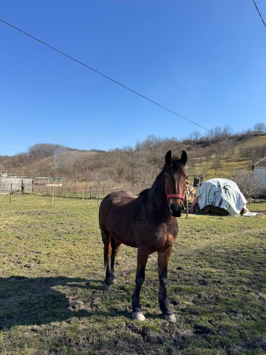 Vând mânza de 3 ani