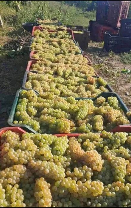 Struguri de vin – Direct din vie, pentru un vin autentic