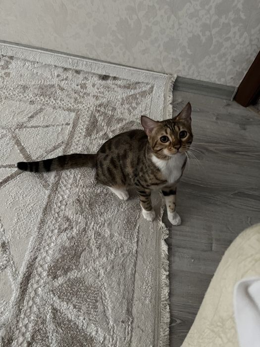 Ищем кота для связки бенгальца