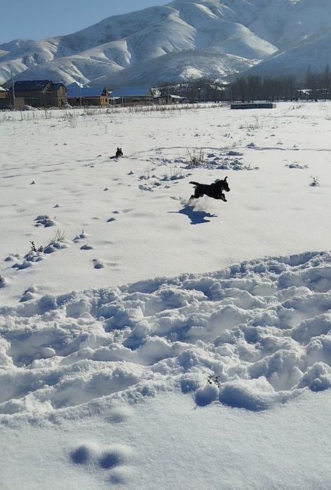 Ягтерьер породистая собака