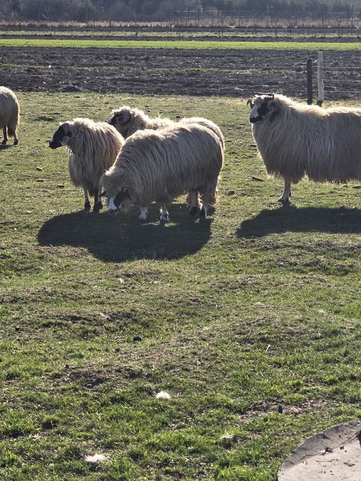 Vand oi breze.Detalii la telefon