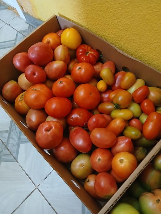 Продам Дачные помидоры