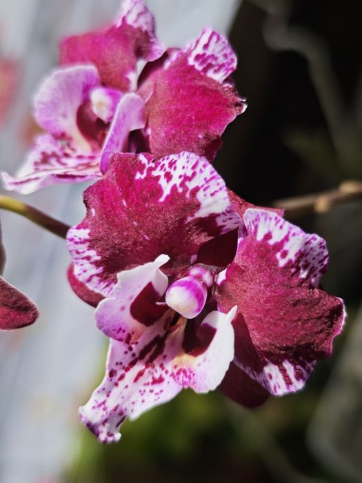 Продам сортовую орхидею. Сорт Black Lace.