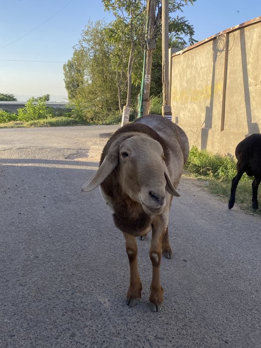 Qochqor zotga qzqaman dganla uchun