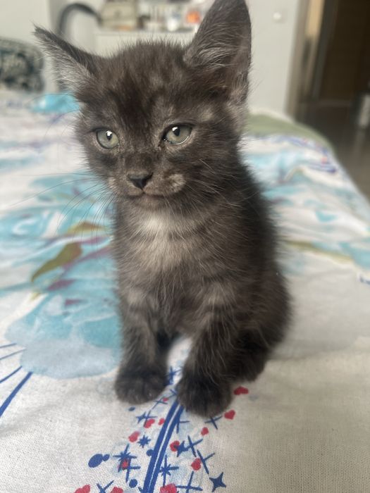 Котенок бесплатно в хорошие руки