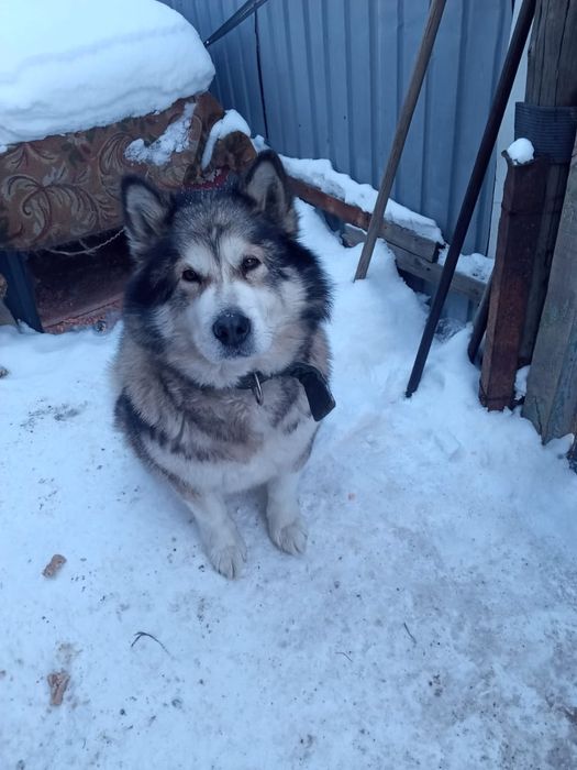 Отдам собаку в добрые руки!