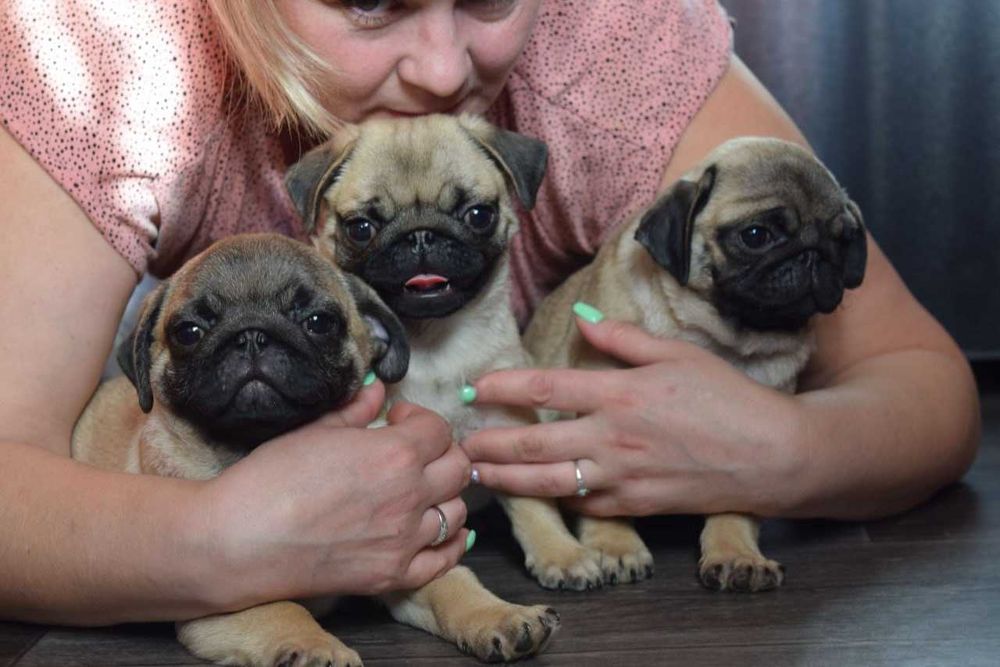 Щенки мопса в Омске