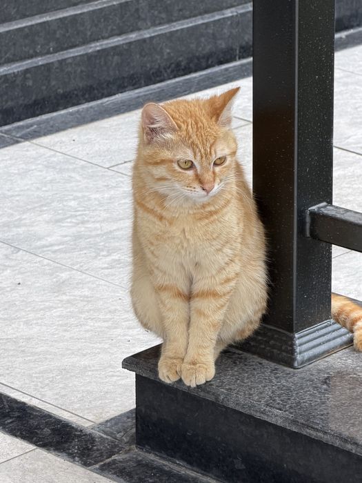 Милая рыжая кошечка ищет дом !!!