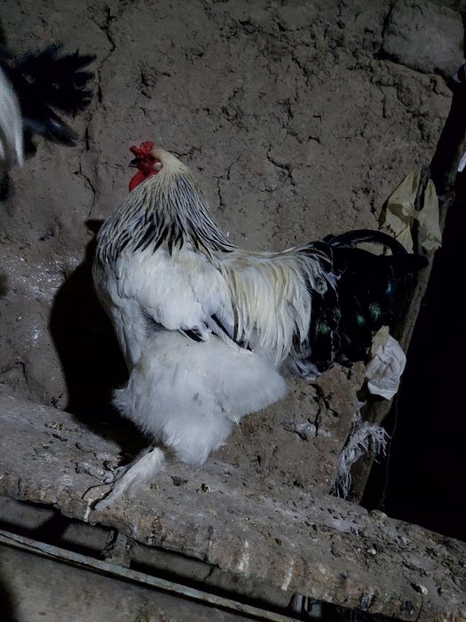 Брама тухумлари 10.00инкубатор ва товукка бостриш учун