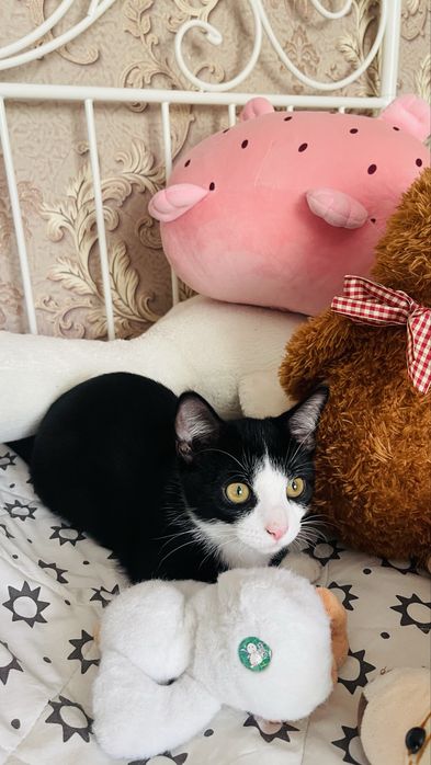 Котенок породы Манчкин