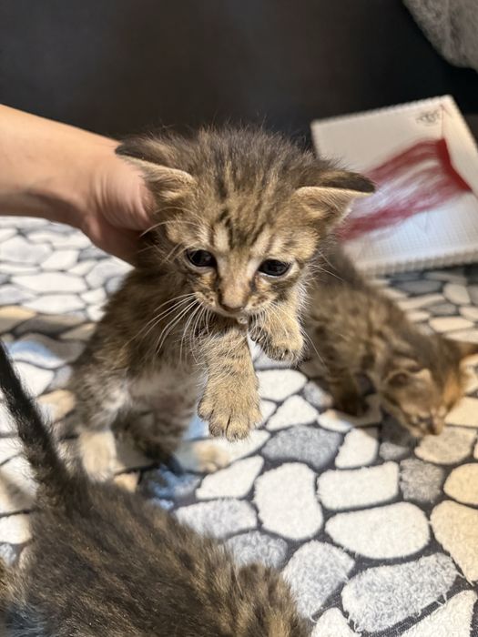 Подарявам котенца