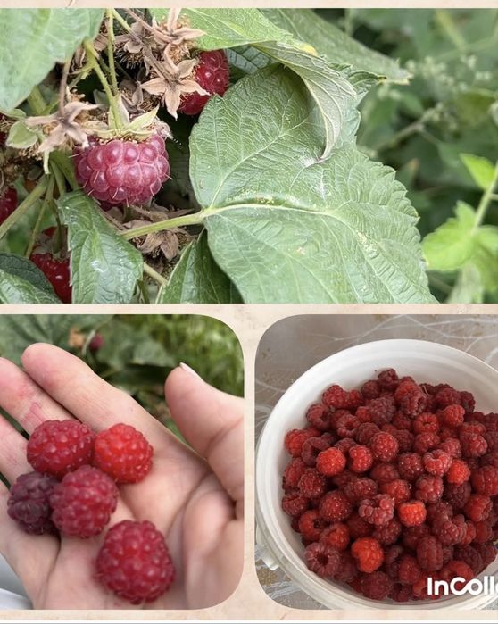Продам цветы садовые декоративные