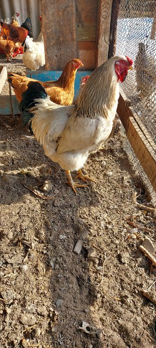 Петух  породистый