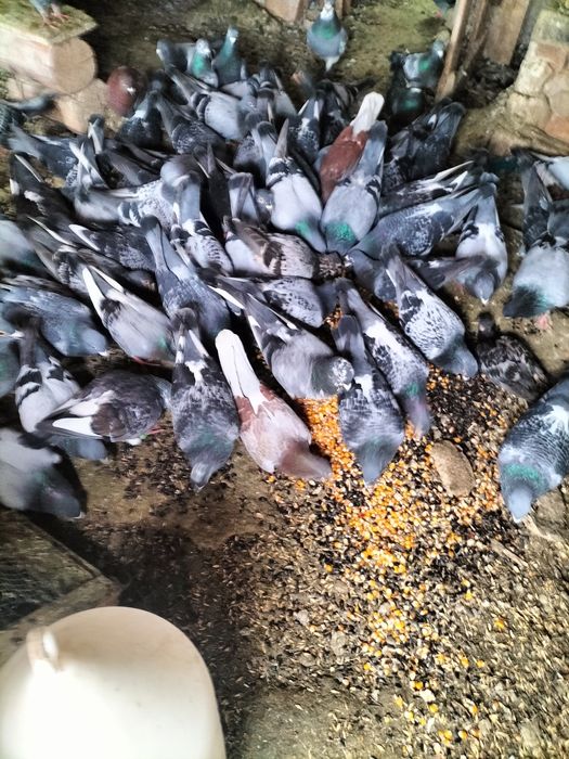 Porumbei caut un copil care dorește și îi plac porumbei