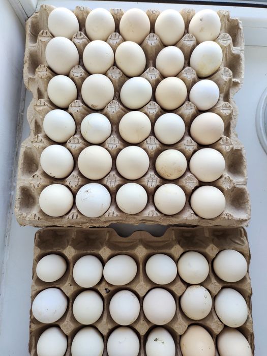 Яйцо для инкубации