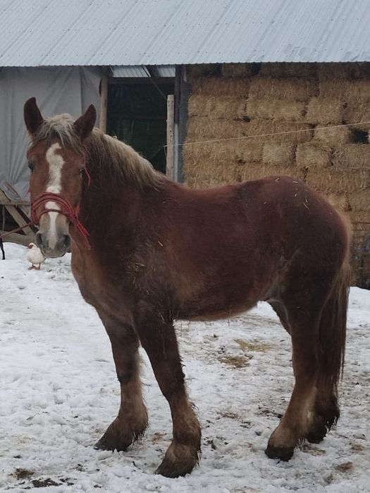 Vand manz sau schimb