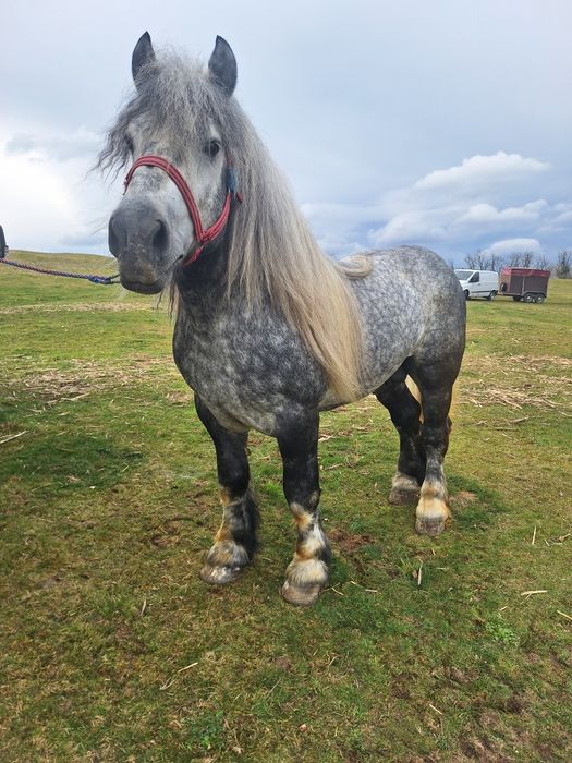 Armasar greu  disponibil pt monta