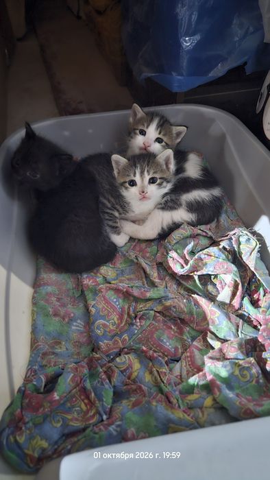 Отдам котят в добрые руки