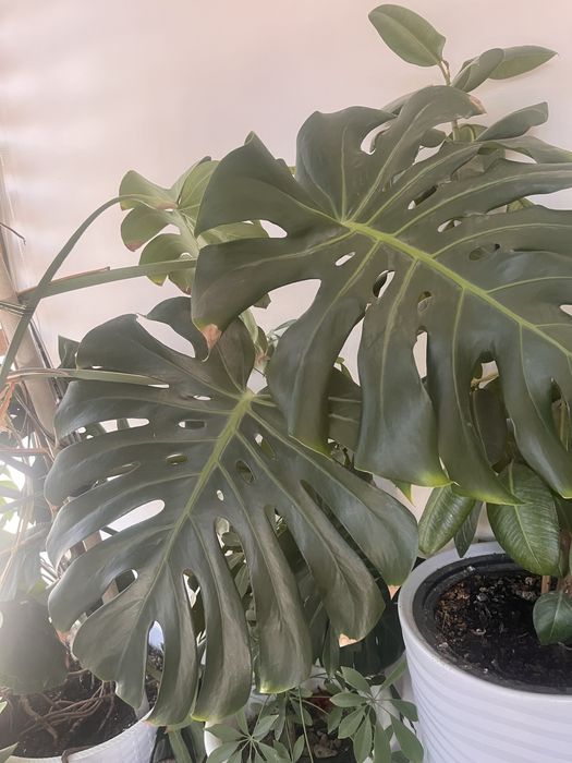 Комнатное растение-Монстера