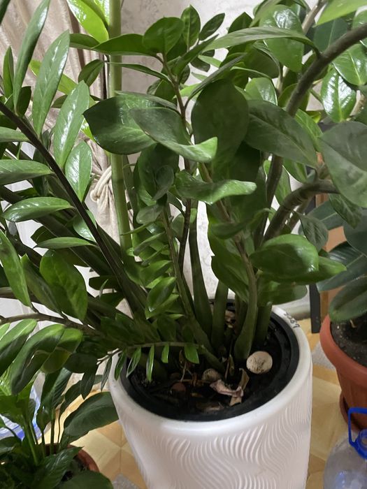 Цветы доллар для дома или офиса