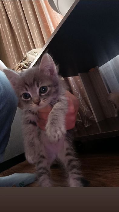 Котенок ищет дом