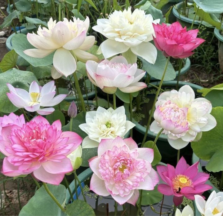 20 de semințe de lotus miniaturale proaspăt culese