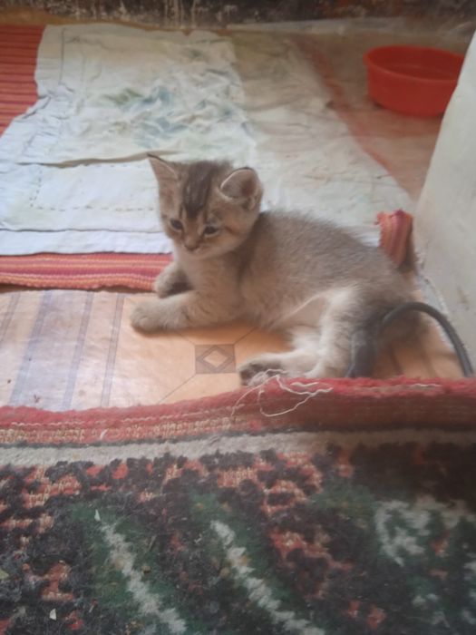 Милинкие котенки пародой золотая шиншила