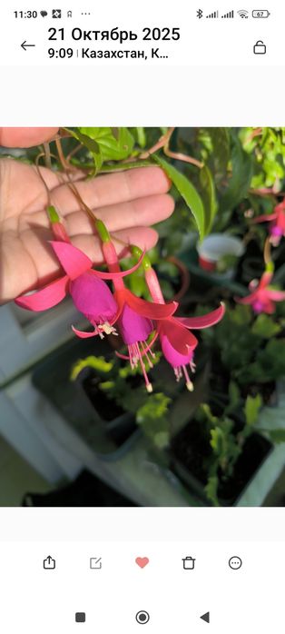 Укорененные черенки фуксий.