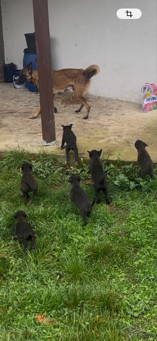 Подарявам бебета кученца – баща канадски вълк, майка малинуа