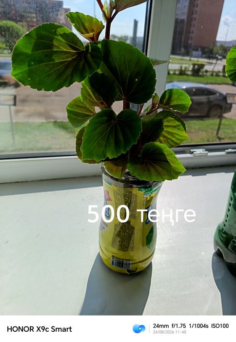 Продам комнатные растения