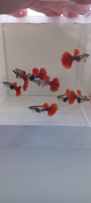 Guppy Dumbo red tail