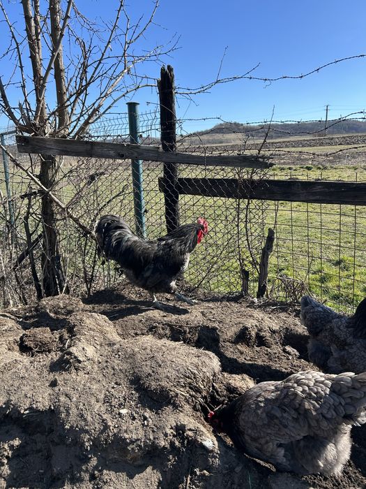 Vând cocosi Jersey Giant albastru