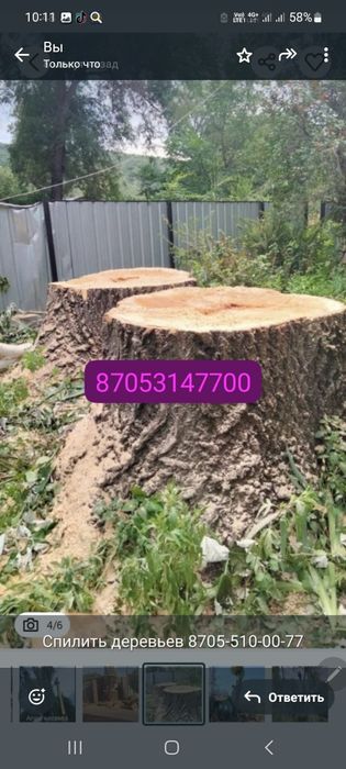 Спелить деревьев тал кесу