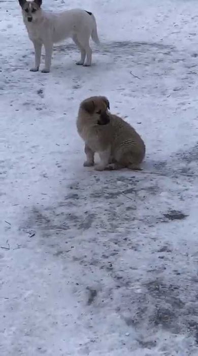 Щенкам нужен дом!