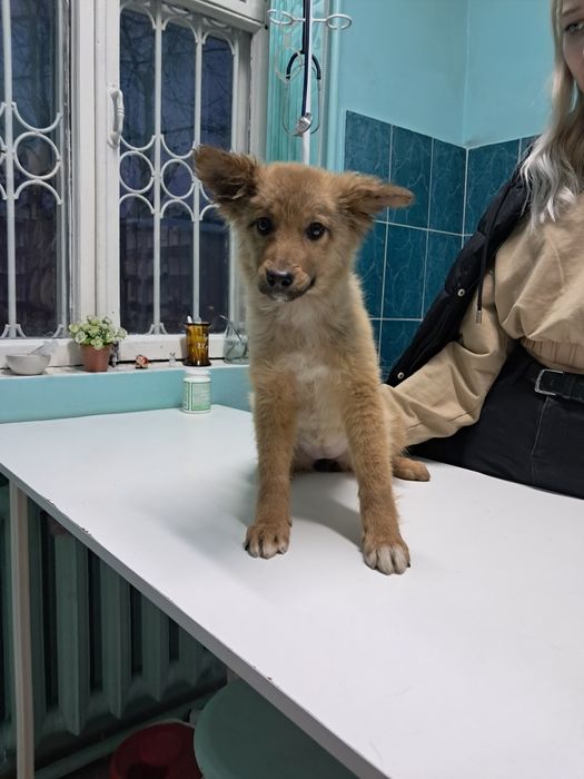 Щенок в добрые руки