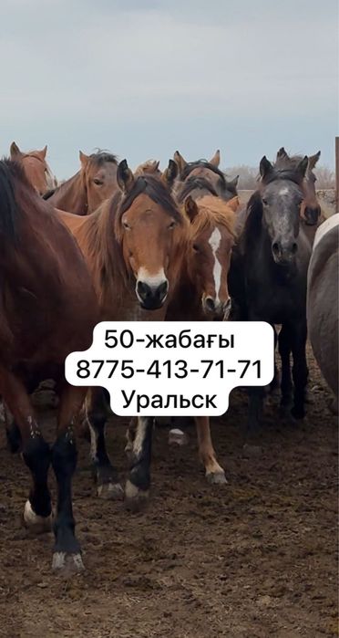 50 бас еркек жабағы сатылады барлығы бірге