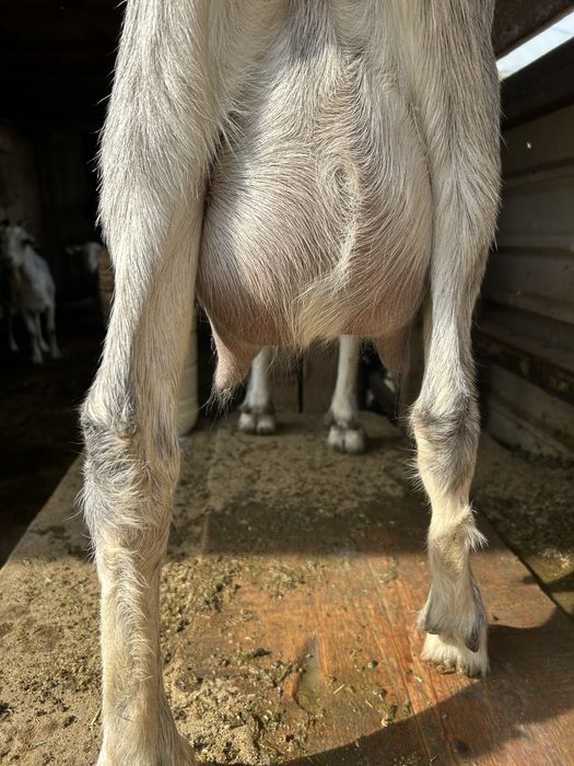 алпиский ешкилер лактар сатылады