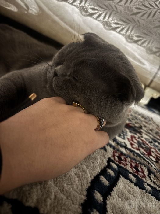Zotdor Scottish fold⁠.